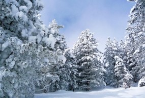 Обои Зима в лесу: Зима, Снег, Лес, Зима
