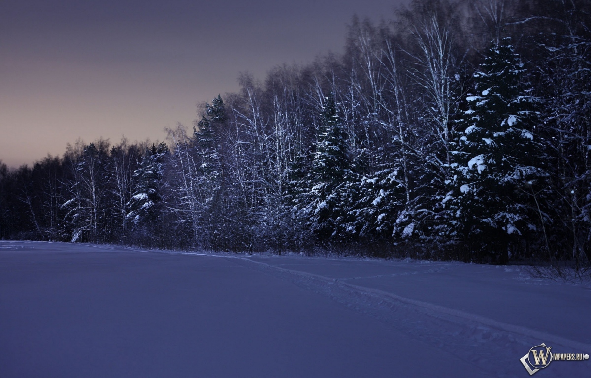 Ночь в зимнем лесу 1200x768