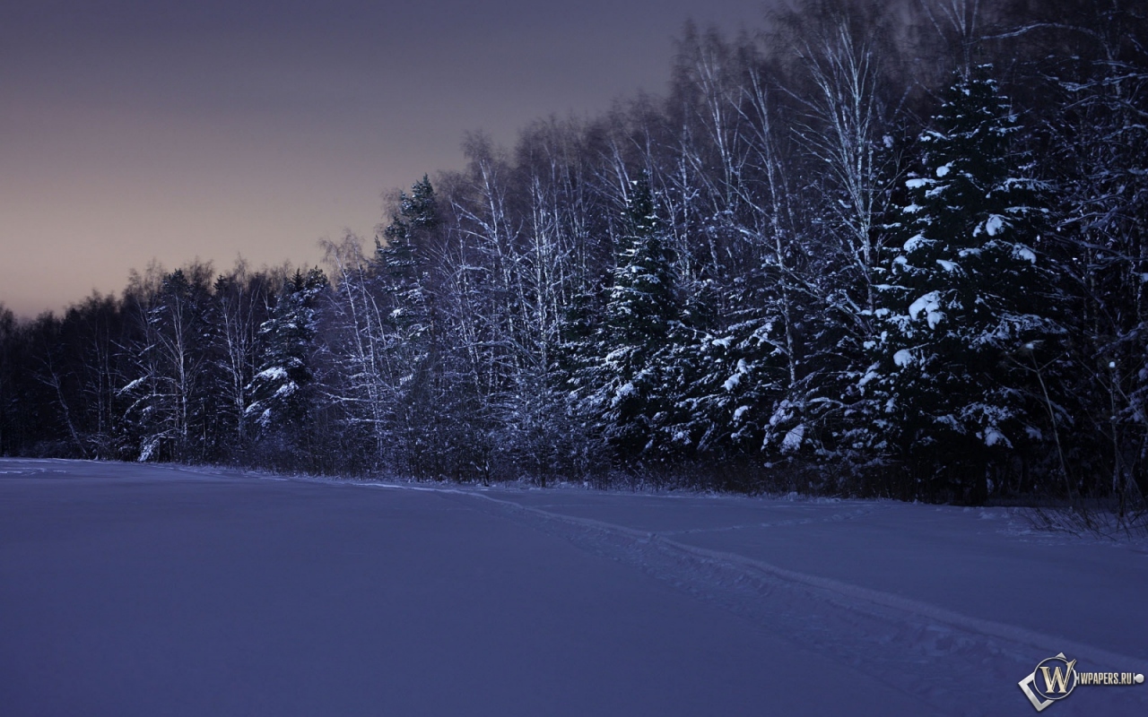 Ночь в зимнем лесу 1280x800