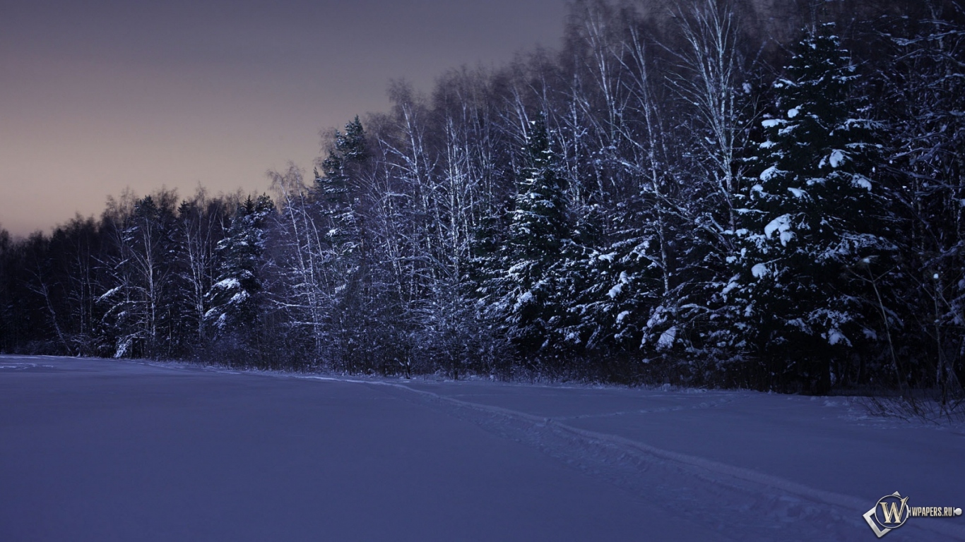 Ночь в зимнем лесу 1366x768