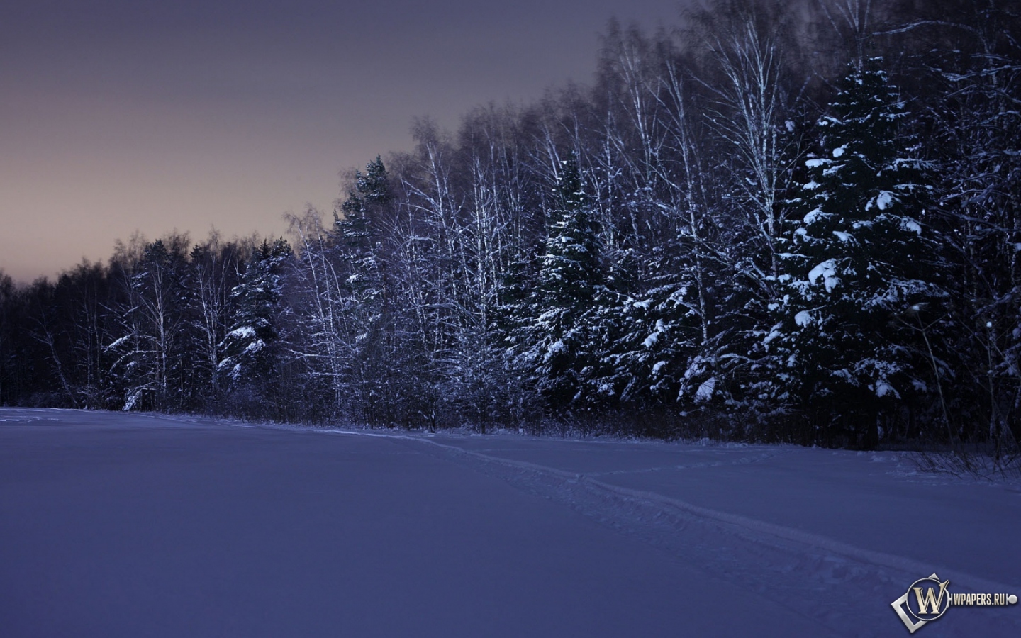 Ночь в зимнем лесу 1440x900
