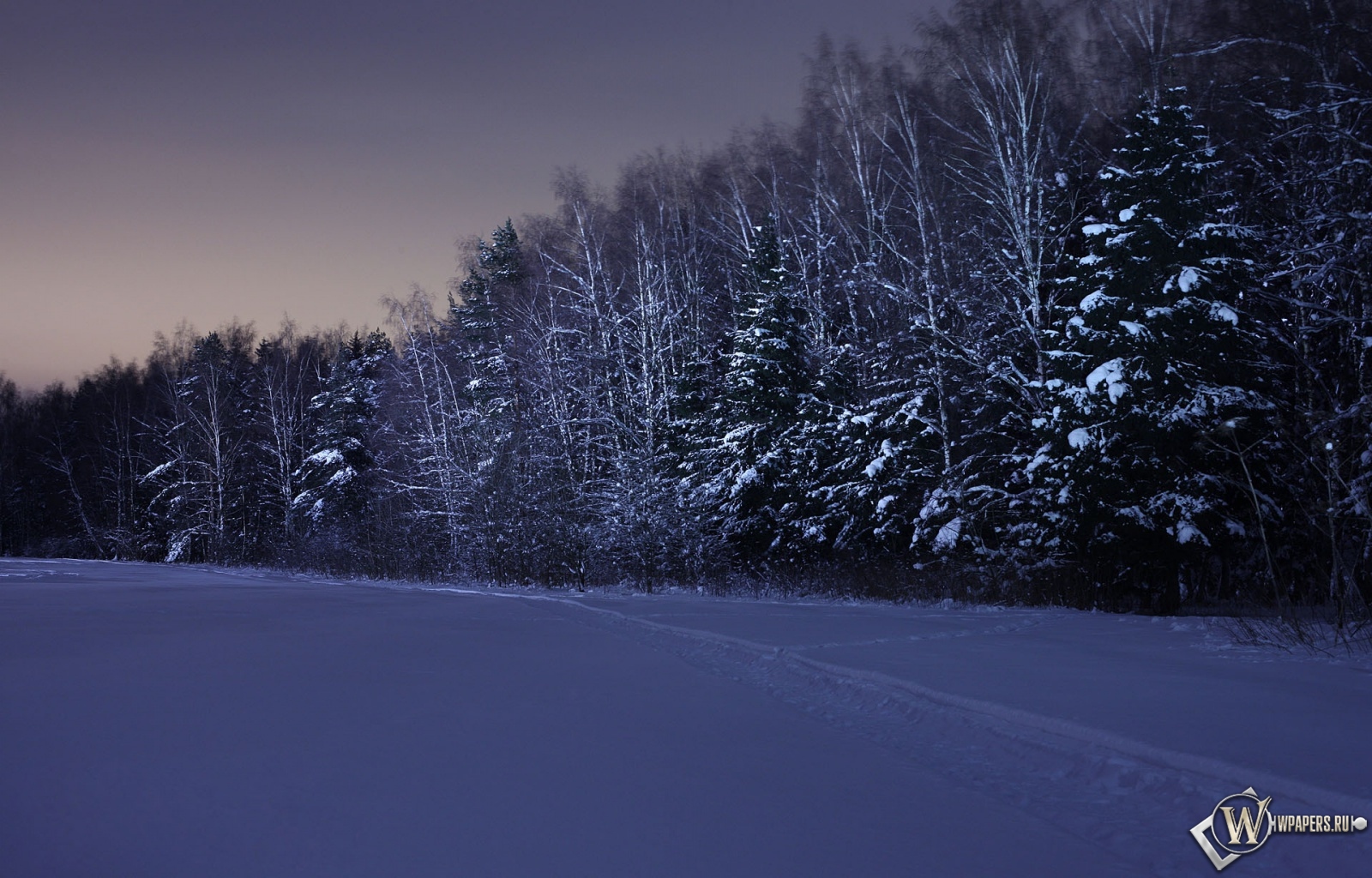 Ночь в зимнем лесу 1600x1024