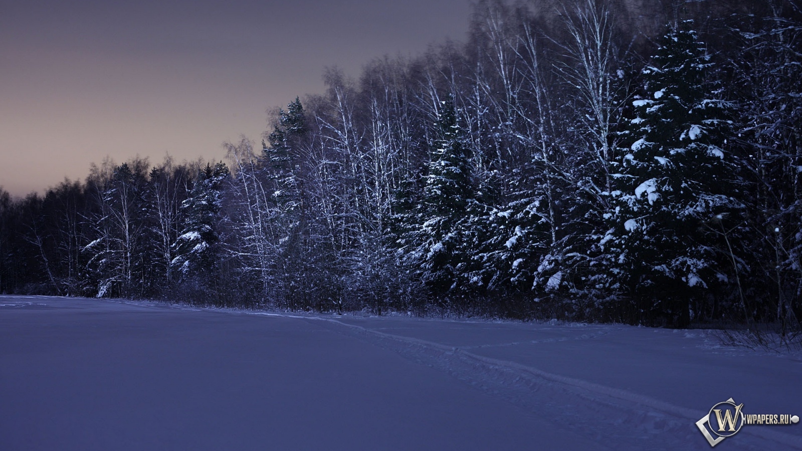 Ночь в зимнем лесу 1600x900