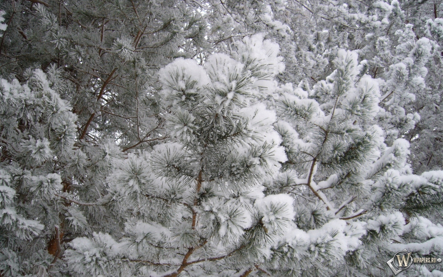 Еловые ветки в снегу 1440x900