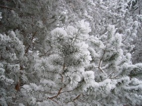 Обои Еловые ветки в снегу: Зима, Снег, Лес, Природа, Ели, Зима