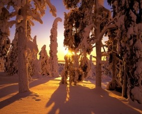 Обои Зима в Финляндии: Зима, Тени, Снег, Лес, Финляндия, Зима
