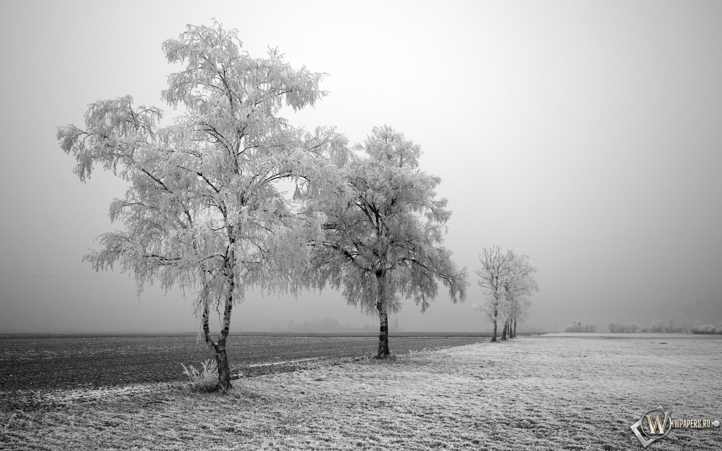 Заснеженные деревья 1440x900