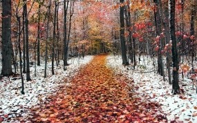 Обои Ранняя зима: Зима, Лес, Дорожка, Зима