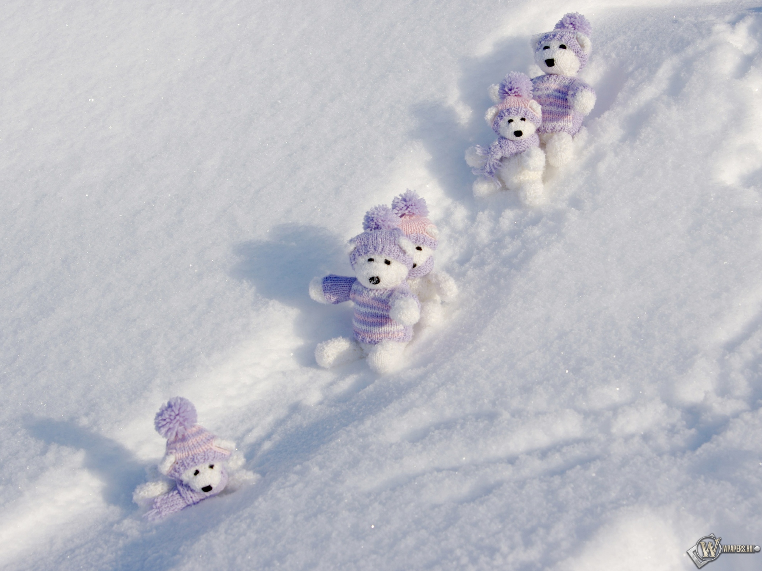 Мишки на снегу 2560x1920