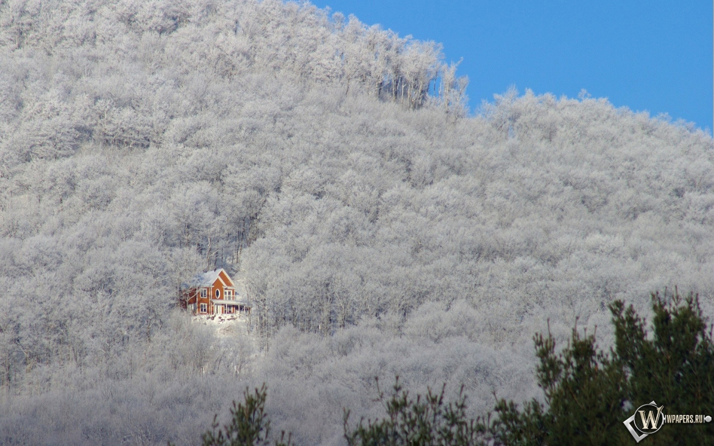 Зимний домик в лесу 1440x900