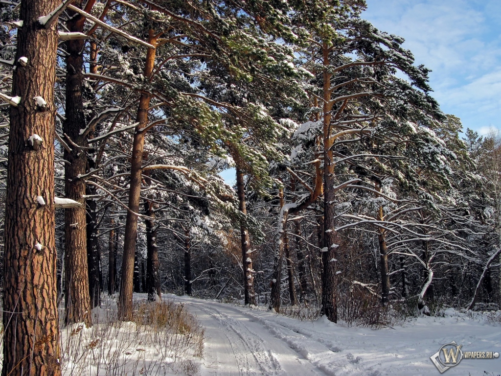 Зимний лес  1024x768