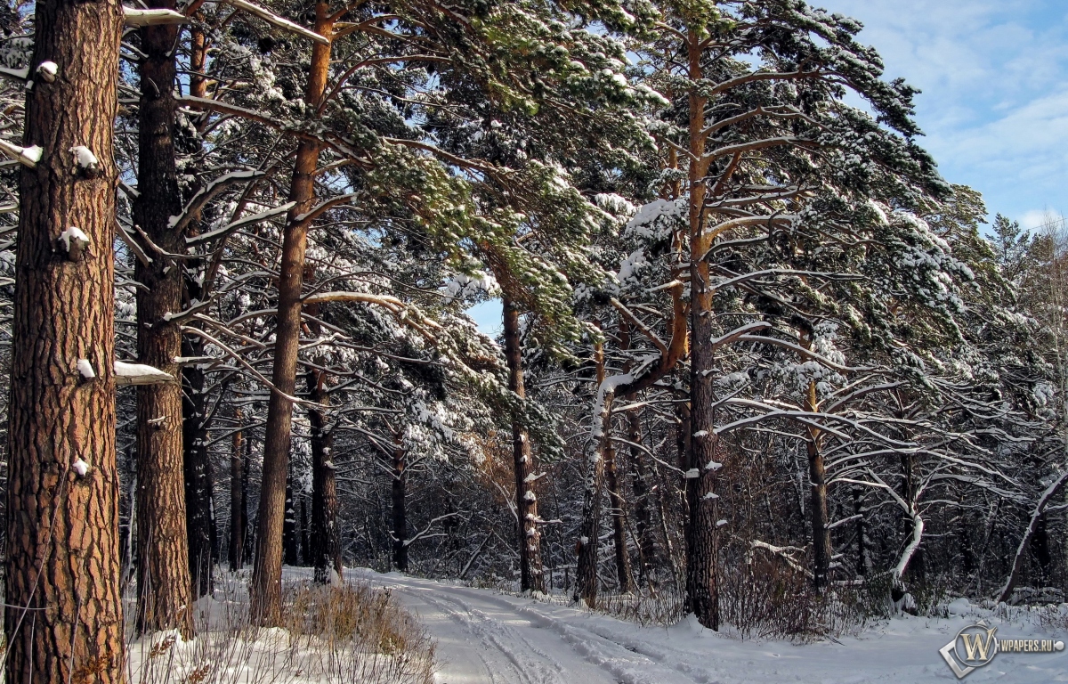 Зимний лес  1200x768