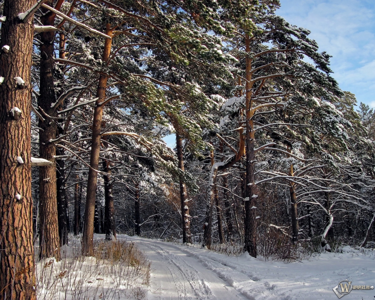 Зимний лес  1280x1024