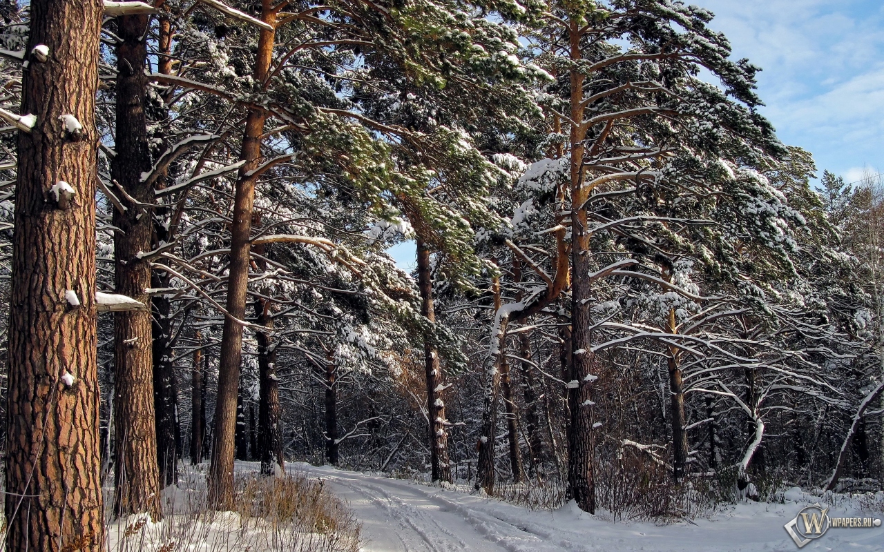 Зимний лес  1280x800