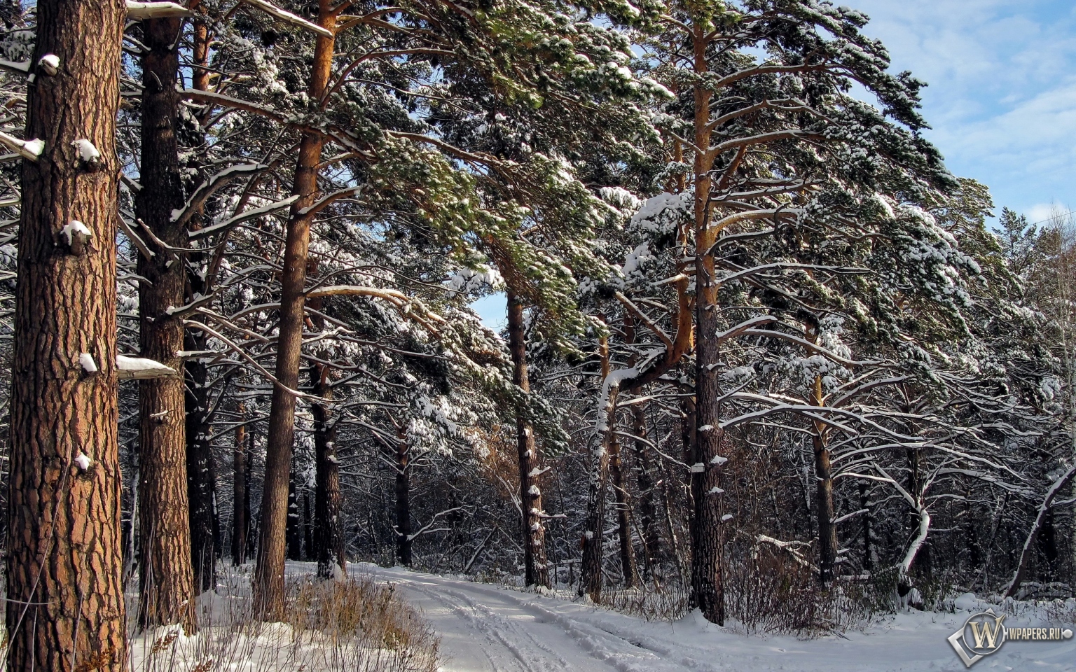 Зимний лес  1536x960