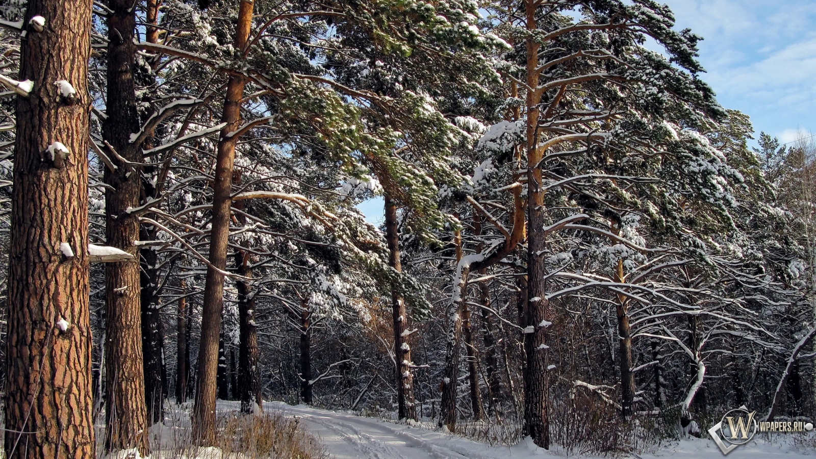 Зимний лес  1600x900