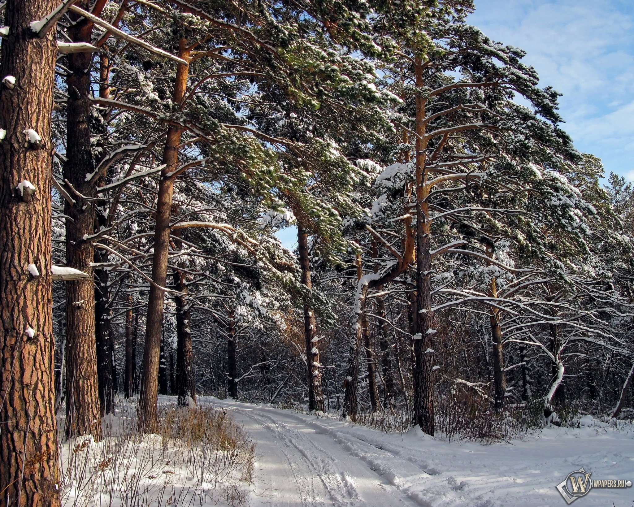 Зимний лес  2048x1638