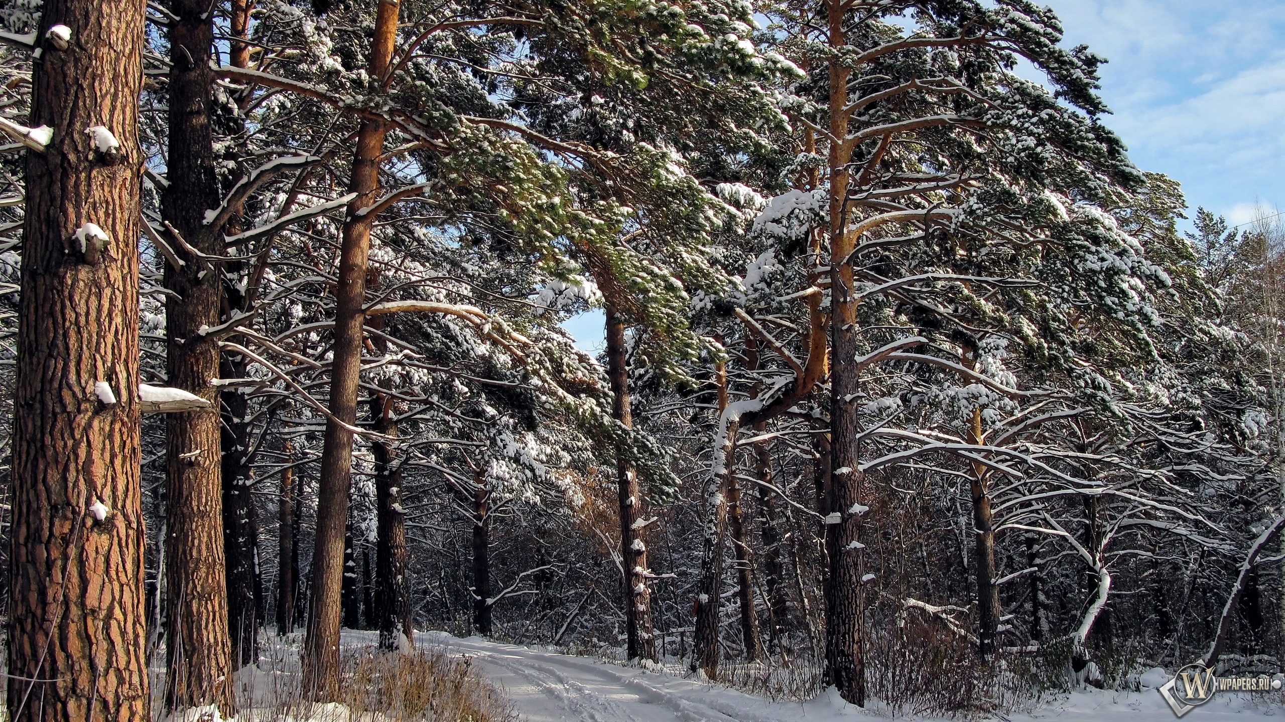 Зимний лес  2560x1440