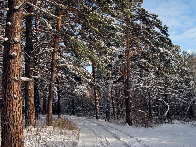 Зимний лес 