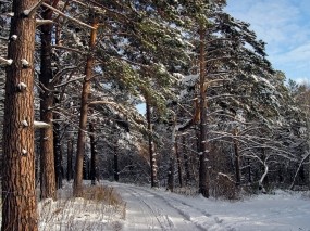 Обои Зимний лес : Зима, Снег, Лес, Сосны, Зима