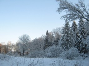 Обои Красавица зима: Зима, Снег, Деревья, Зима