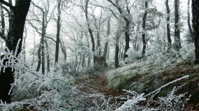 Обои Первый снег: Снег, Лес, Деревья, Зима