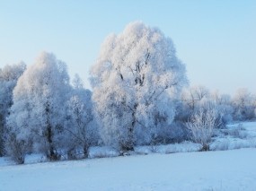 Обои Зимнее утро: Зима, Природа, Утро, Зима