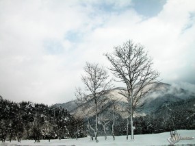 Обои Два снежных дерева: , Зима