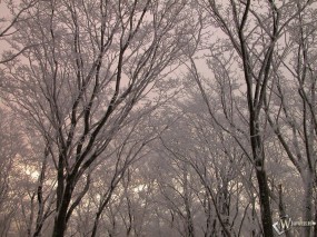 Обои Верхушки заснеженных деревьев: , Зима