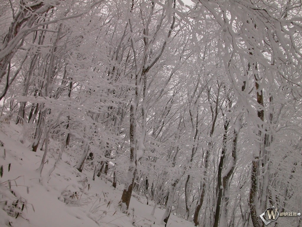 Склон с деревьями зимой 1024x768