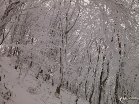 Обои Склон с деревьями зимой: , Зима