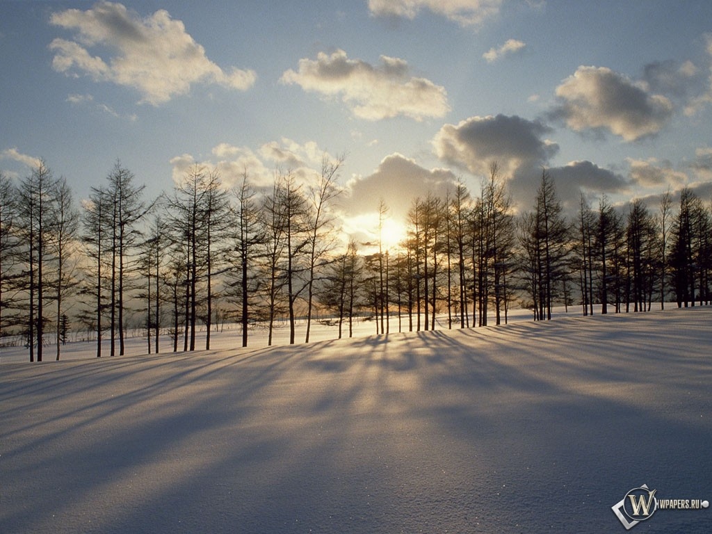 Солнце за зимними деревьями 1024x768