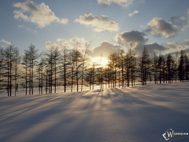Солнце за зимними деревьями