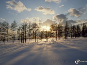 Обои Солнце за зимними деревьями: , Зима