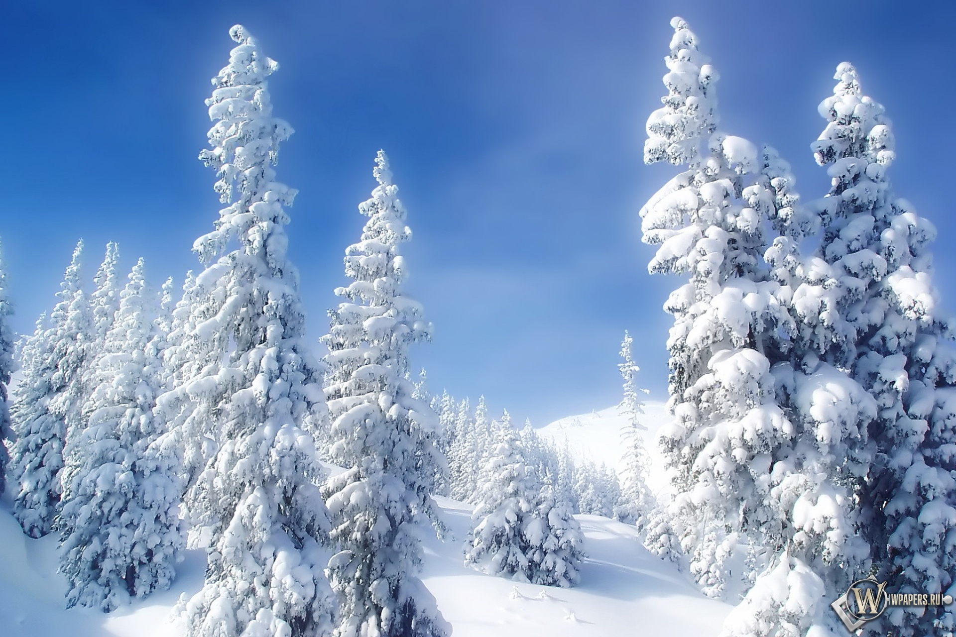 Snow is beautiful. Зимний лес. Снежная зима. Зимняя природа. Сказочный зимний лес.