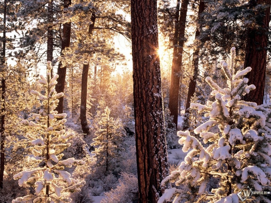 Зимний лес 1152x864