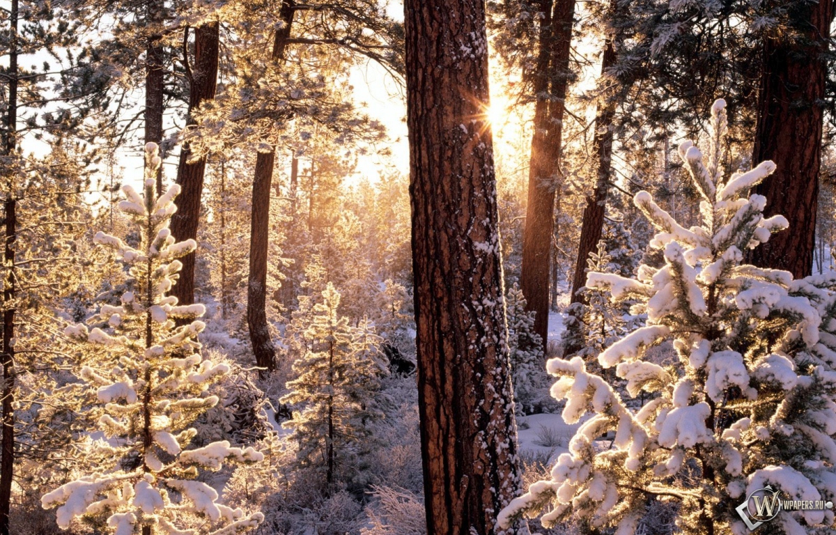 Зимний лес 1200x768
