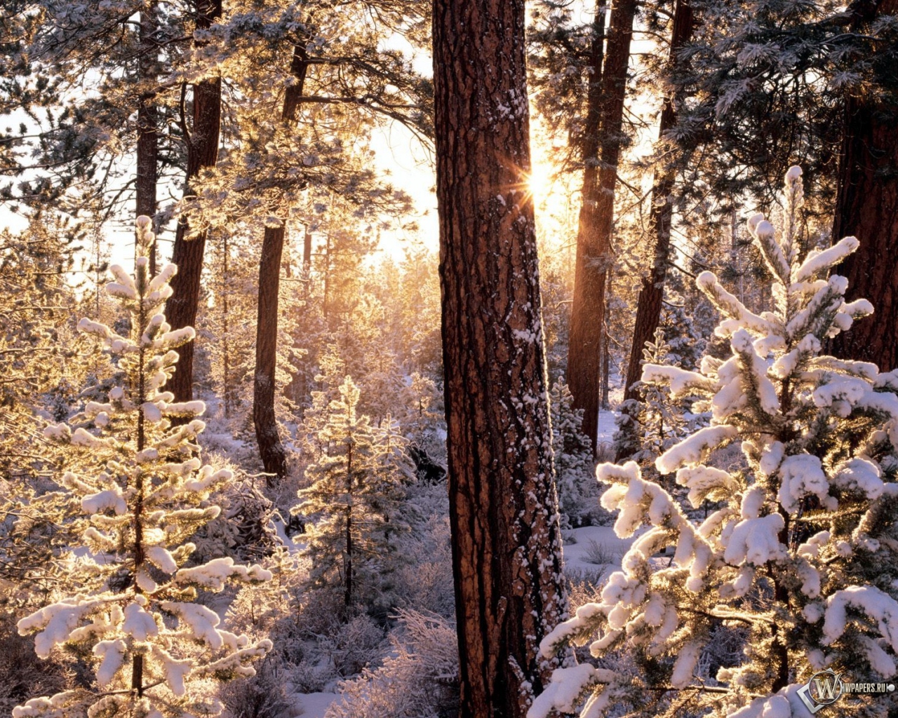 Зимний лес 1280x1024