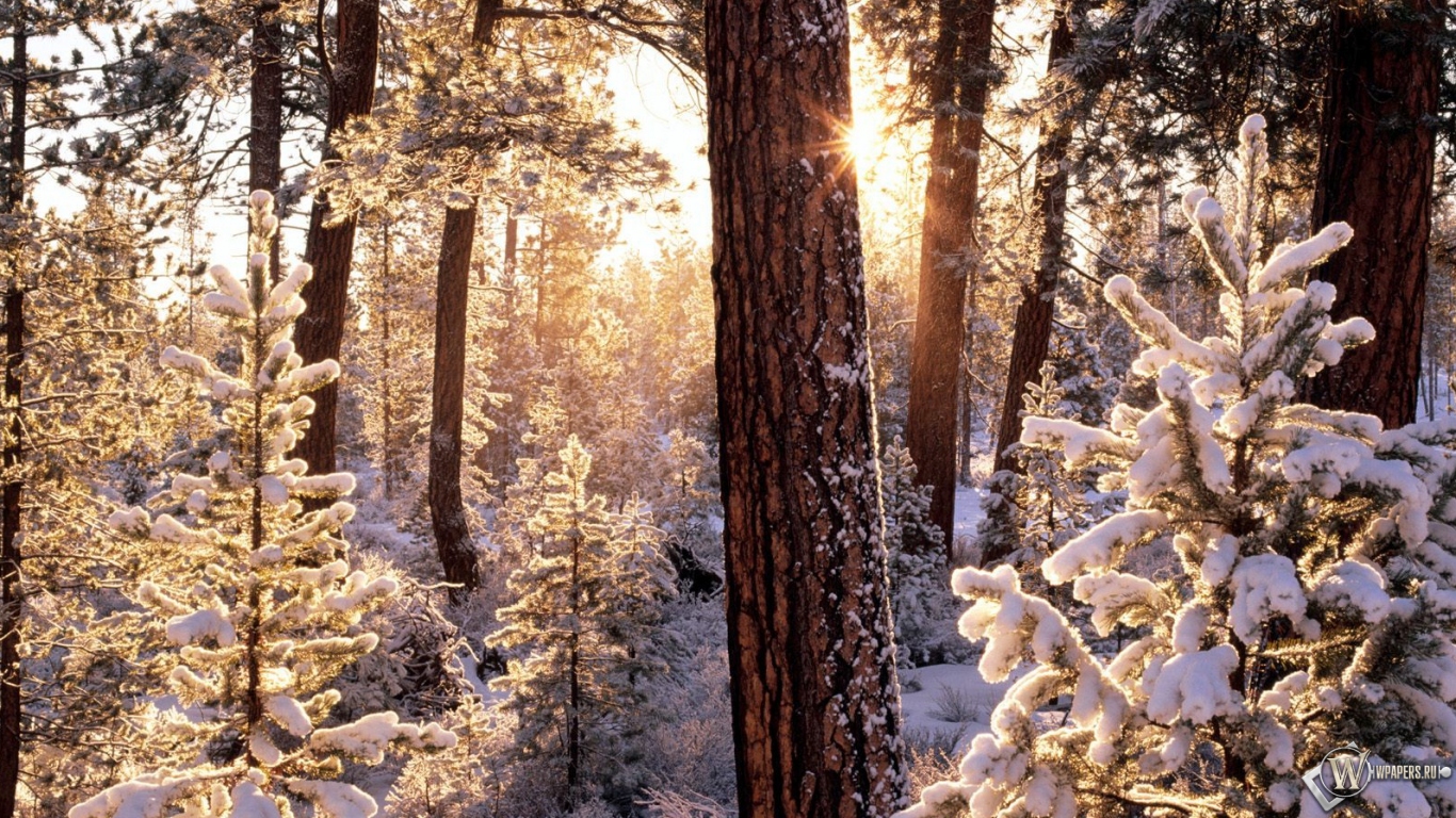 Зимний лес 1366x768