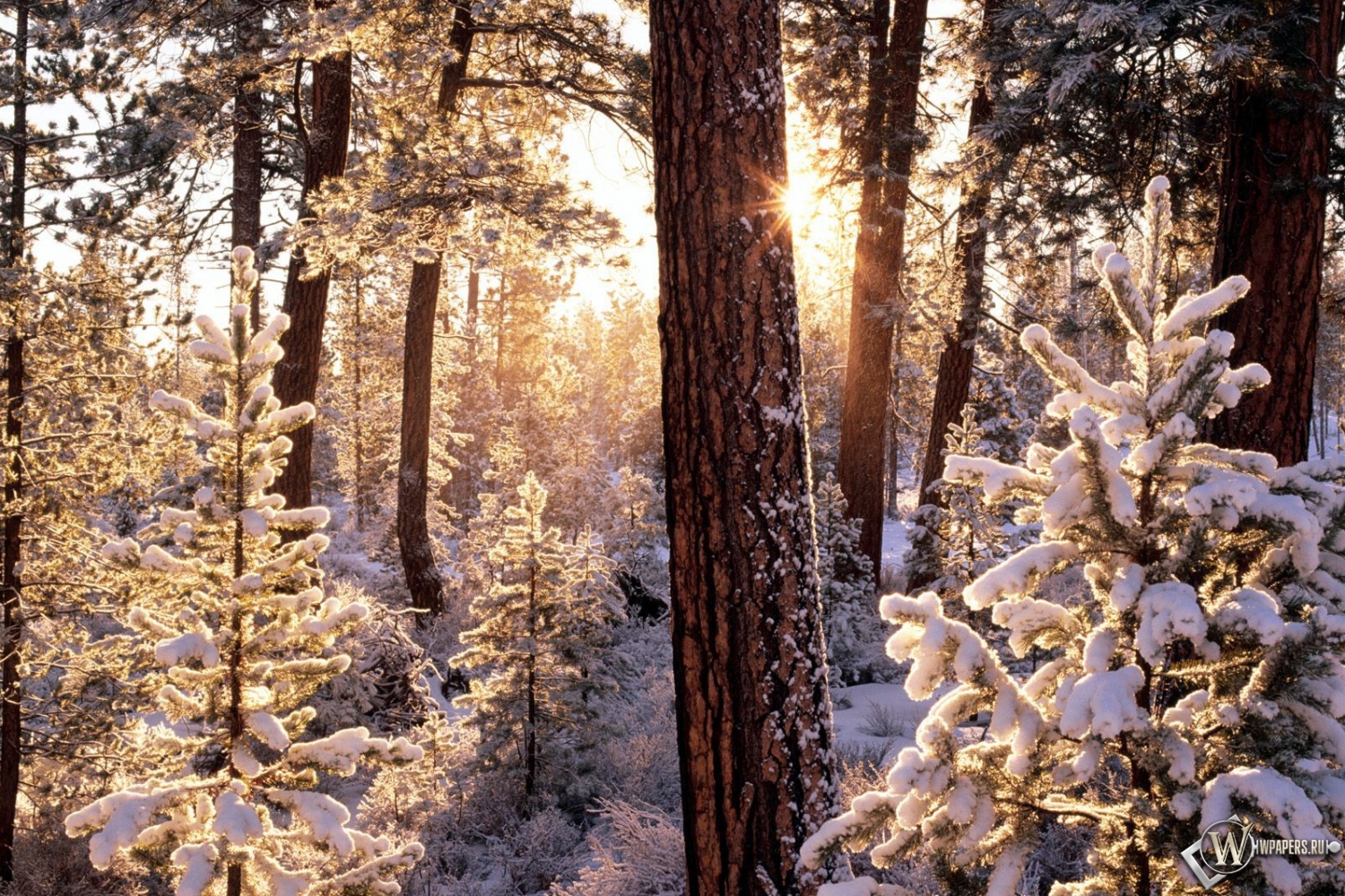 Зимний лес 1500x1000
