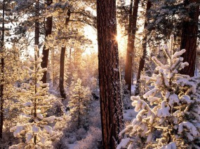Обои Зимний лес: Зима, Снег, Лес, Деревья, Солнце, Иней, Ели, Лучи, Зима