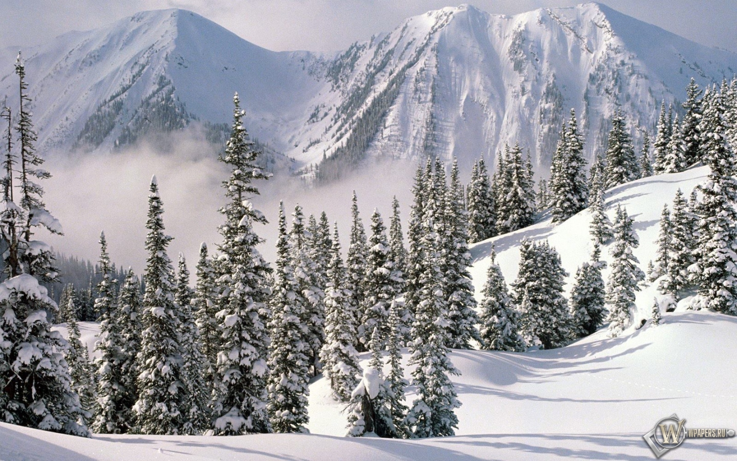 Снежные ели 1440x900