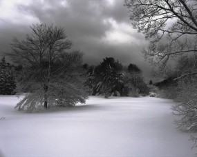 Обои Зимнее фото: Зима, Снег, Деревья, Фото природы, Ч/б, Зима