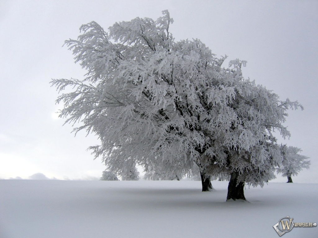 Снег на дереве 1024x768