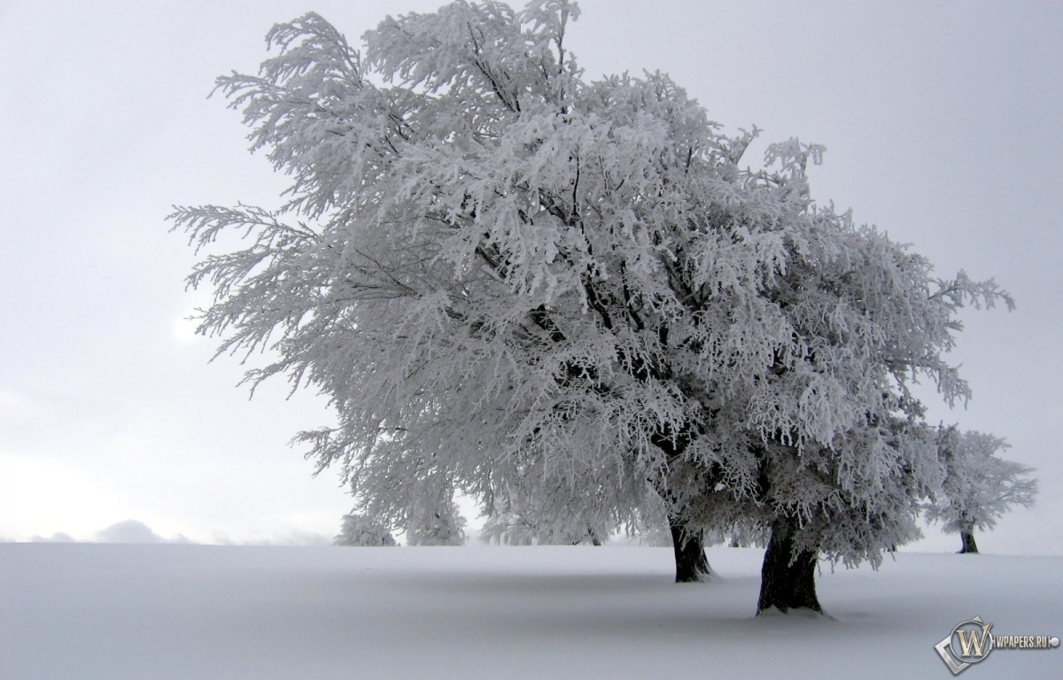 Снег на дереве 1200x768