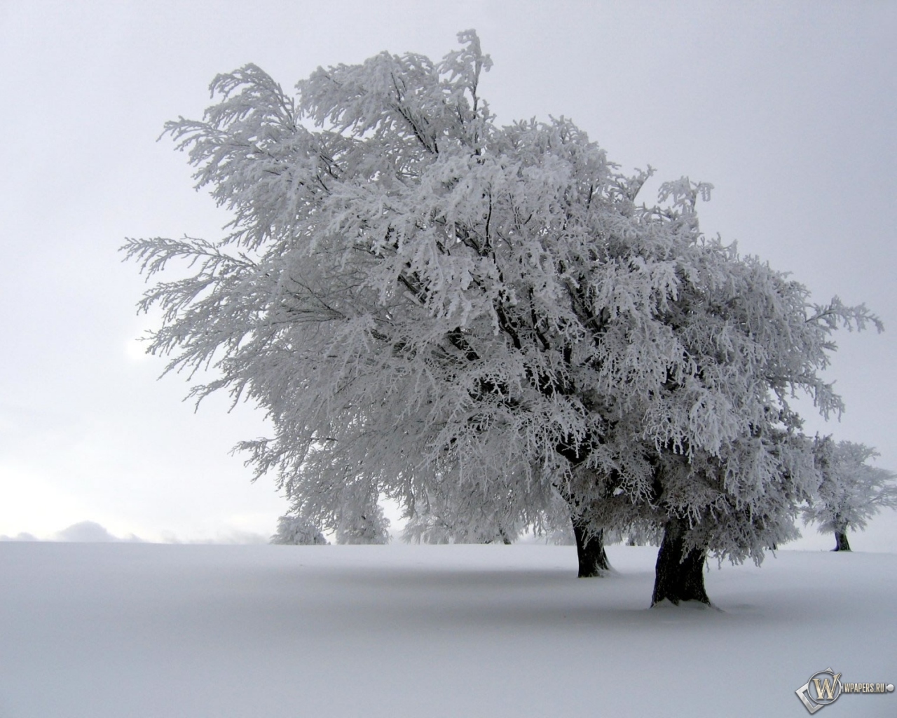 Снег на дереве 1280x1024