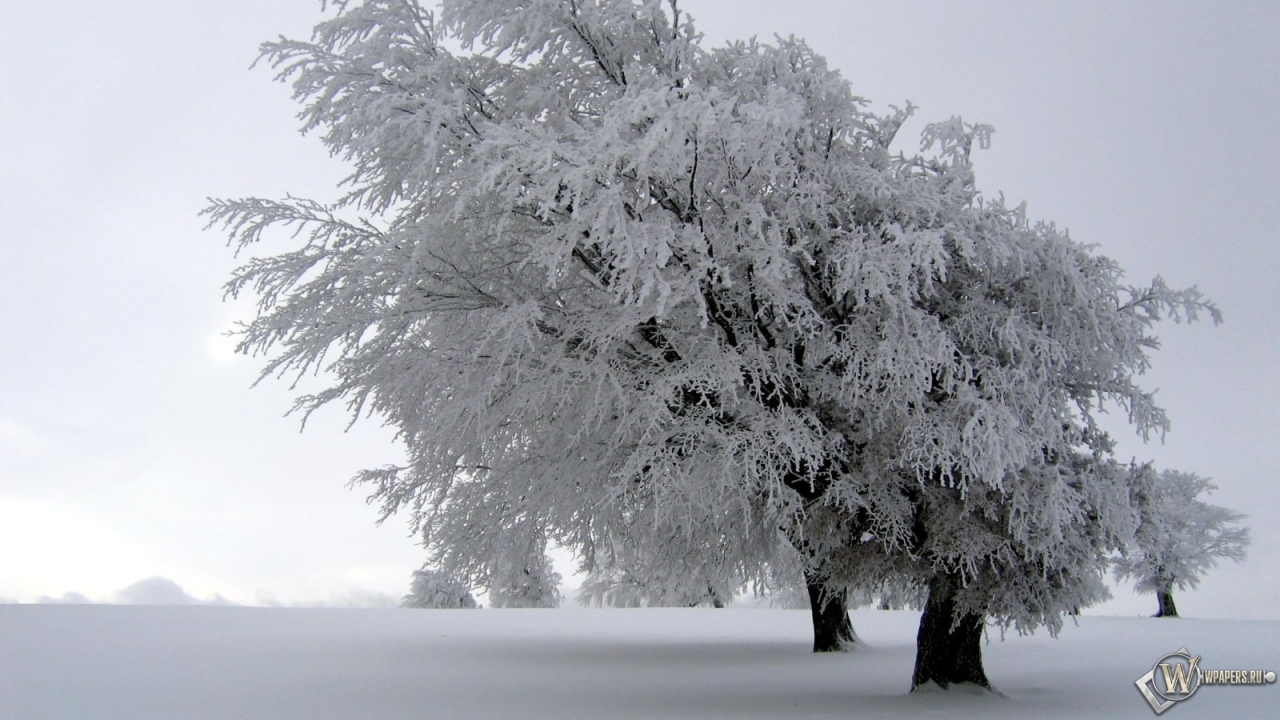 Снег на дереве 1280x720