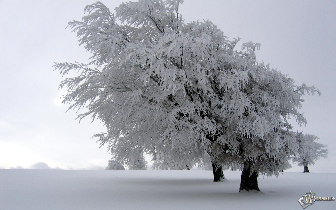 Снег на дереве 1280x800