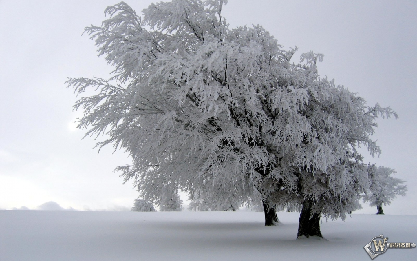 Снег на дереве 1440x900