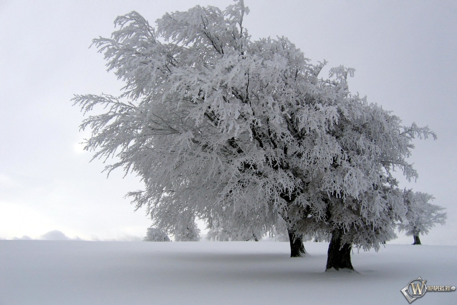 Снег на дереве 1500x1000